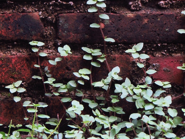 Eine Pflanze mit kleinen Blättern und einer roten Backsteinmauer