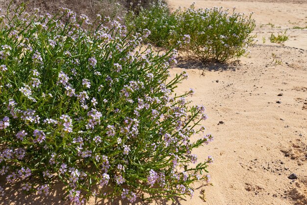 Eine Pflanze mit lila Blüten in der Wüste