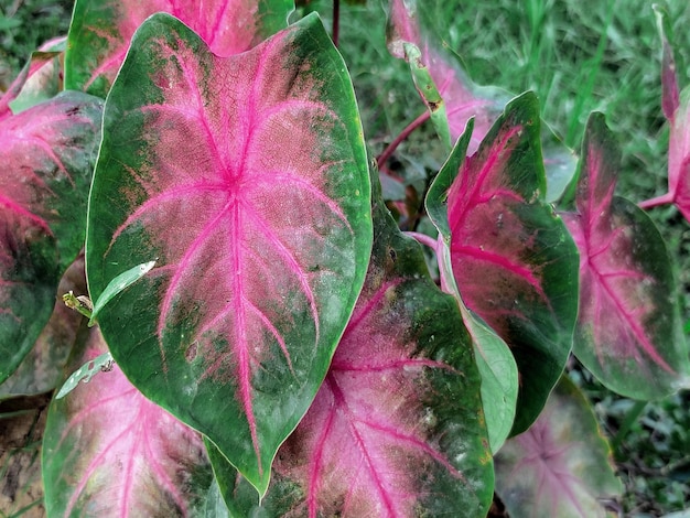 Eine Pflanze mit rosa und grünen Blättern und dem Wortblatt darauf