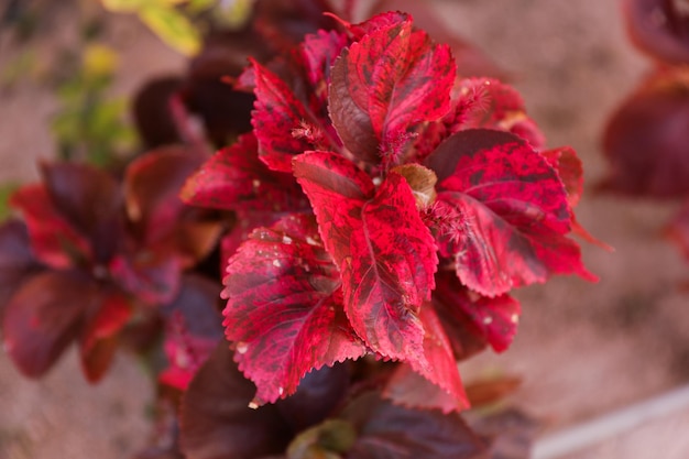 Eine Pflanze mit roten Blättern und einem weißen Fleck auf der Unterseite