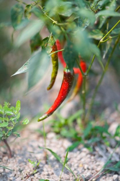 Eine Pflanze mit roten und grünen Chilis