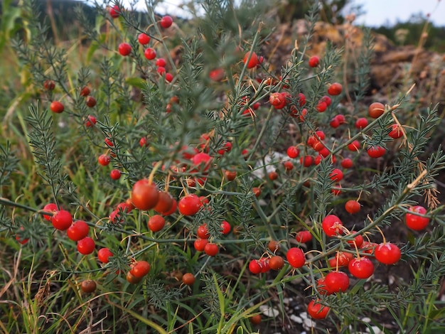 Eine Pflanze mit vielen leuchtend roten Beeren an den Hängen der Berge des Nordkaukasus, Russland.