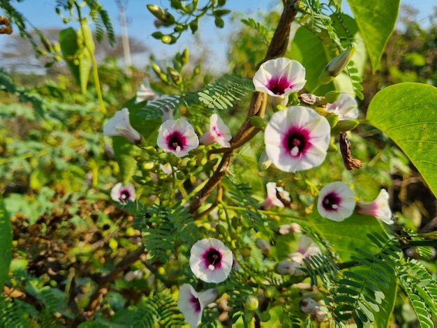 Eine Pflanze mit weißen Blüten und grünen Blättern mit dem Wort „darauf“.