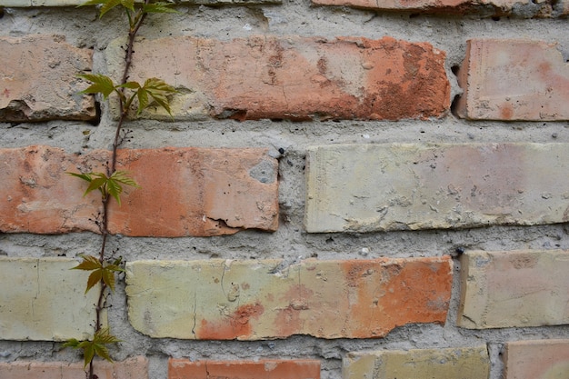 Eine pflanze webt entlang einer alten backsteinmauer. rechts ist platz für eine inschrift