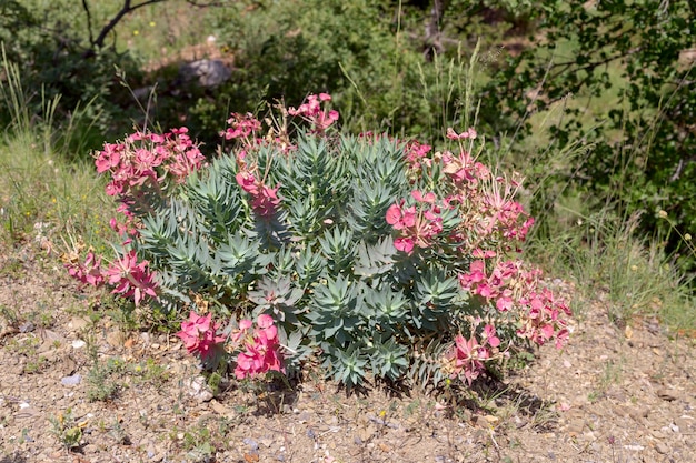 Eine Pflanzen-Wolfsmilch Euphorbia rigida