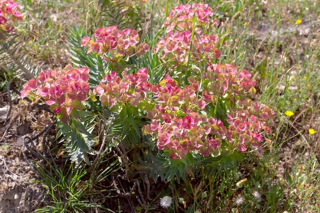 Eine Pflanzen-Wolfsmilch Euphorbia rigida