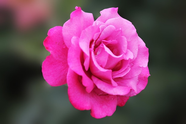 Eine prächtige Rose von sanfter violetter Farbe auf einem grün isolierten Hintergrund