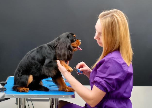 Eine Putzfrau kämmt das Fell an der Pfote eines Spaniel-Hundes