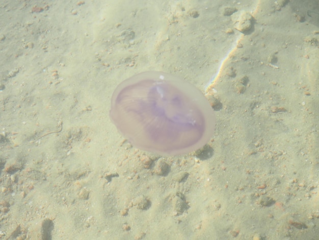 Foto eine qualle, die im wasser schwimmt, auf die die sonne scheint.