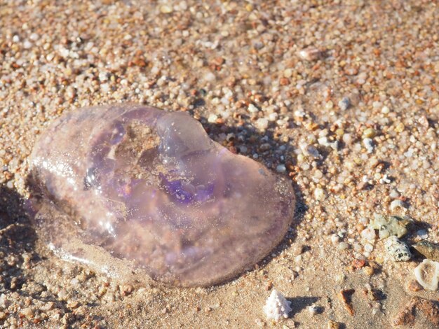 Eine Qualle ist am Strand am Wasser.