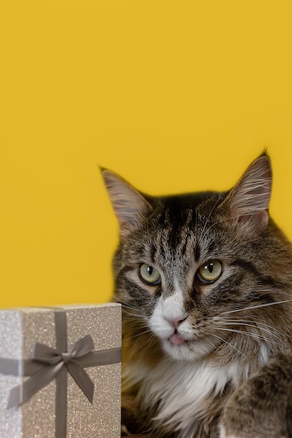 Eine Rassekatze und eine Geschenkbox auf gelbem Hintergrund Eine Maine-Coon-Katze Feiertage und Veranstaltungen