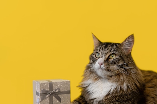Eine Rassekatze und eine Geschenkbox auf gelbem Hintergrund Eine Maine-Coon-Katze Feiertage und Veranstaltungen