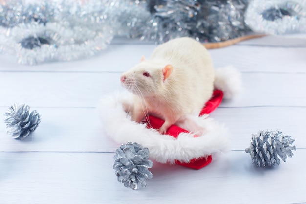 Eine Ratte in einer Weihnachtsmütze, Symbol des Jahres 2020