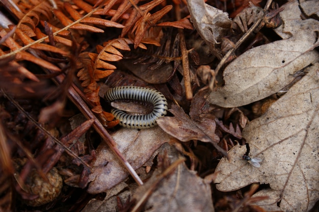 Eine Raupe und eine Fliege im Herbst