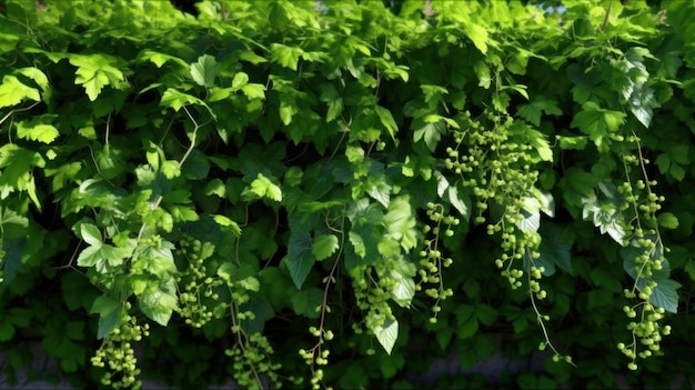 Eine Rebe mit grünen Blättern und dem Wort „Hopfen“ darauf