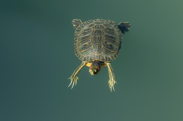 Eine Redeared-Schildkröte schwimmt in der Nähe des Ufers eines Teiches mit türkisfarbenem Wasser Die Redeared-Schmuckschildkröte