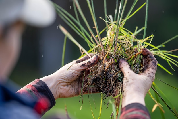 Eine regenerative Biobauerin entnimmt Bodenproben und untersucht das Pflanzenwachstum auf einem Bauernhof, der in Australien nachhaltige Landwirtschaft betreibt