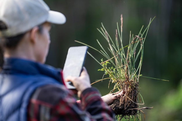 Eine regenerative Biobauerin entnimmt Bodenproben und untersucht das Pflanzenwachstum auf einem Bauernhof, der nachhaltige Landwirtschaft betreibt. Sie macht ein Foto mit ihrem Telefon in Australien