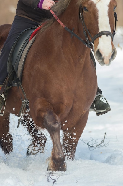 Eine reife Frau, die ein schönes braunes Pferd auf einem schneebedeckten Boden reitet