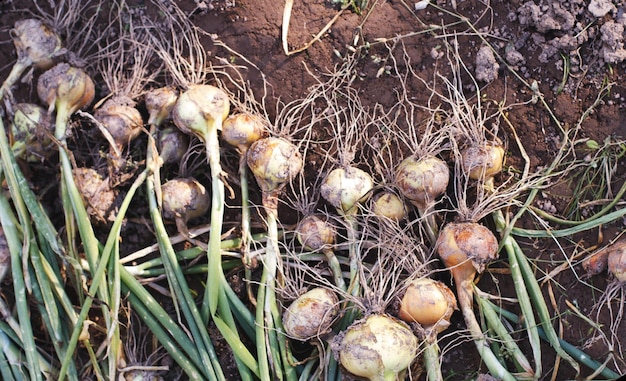 Eine reife geerntete Zwiebel auf dem Feld