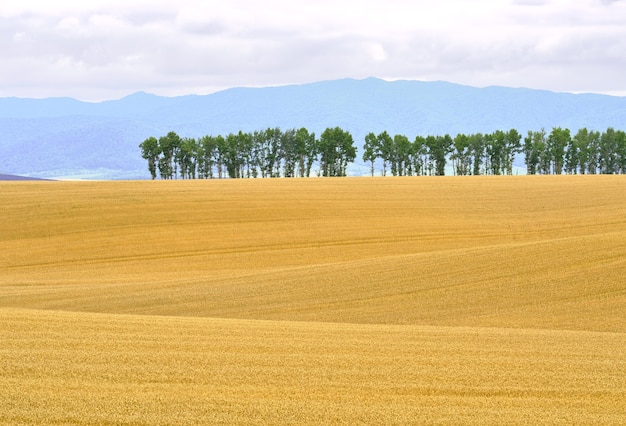 Eine reife Getreideernte auf der hügeligen Steppenebene vor dem Hintergrund von Hügeln und Bergen