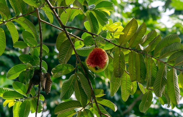 Eine reife rote Guavenfrucht (Psidium guajava L) am Baum, der von ausgewählten Vögeln gefressen wird