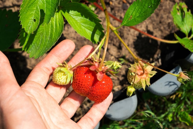 Eine reife und saftige Erdbeerbeere auf einem Beet in Ihrem Garten. Umweltfreundliche Beere, die ein Bauer im Sommer bei der Dorfernte anbaut