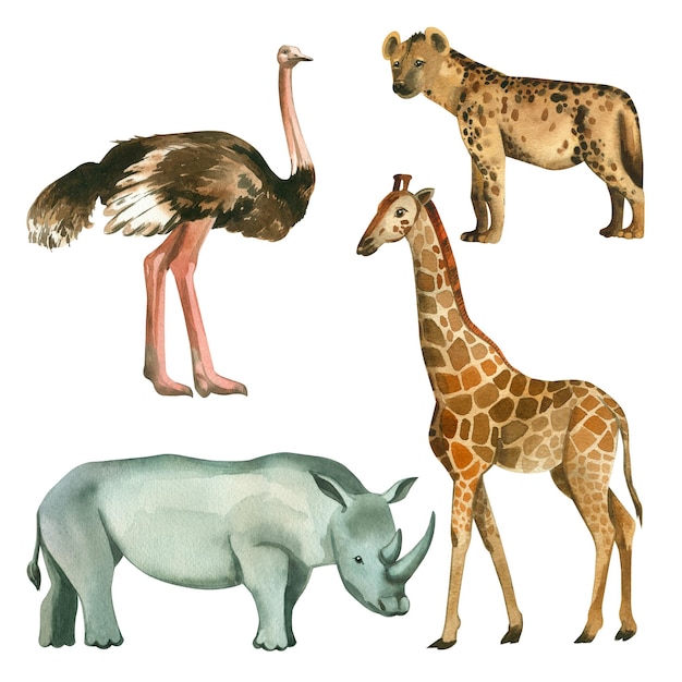 Eine Reihe von Aquarellillustrationen „Tiere Afrikas“, manuell handgezeichnetes Aquarell-Strauß-Nashorn