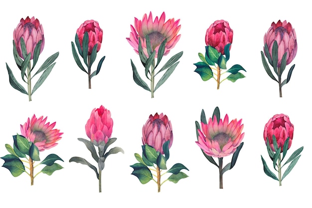 Eine Reihe von Aquarellillustrationen von Magenta-Protea-Blumen und -Blättern ohne Hintergrund