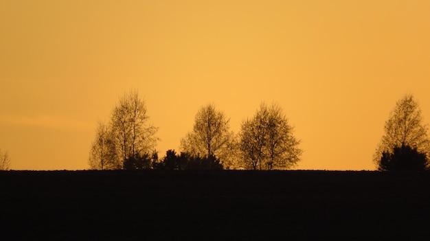 Eine Reihe von Bäumen bei Sonnenuntergang in einem Feld