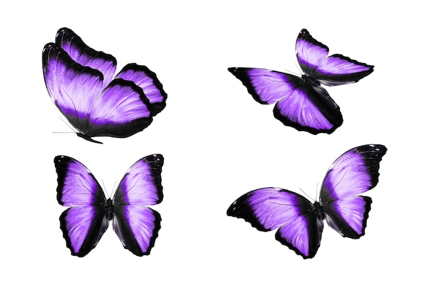 Eine Reihe von farbigen Schmetterlingen ist auf einem weißen Hintergrund isoliert. tropische Motten. fliegende Insekten. Foto in hoher Qualität