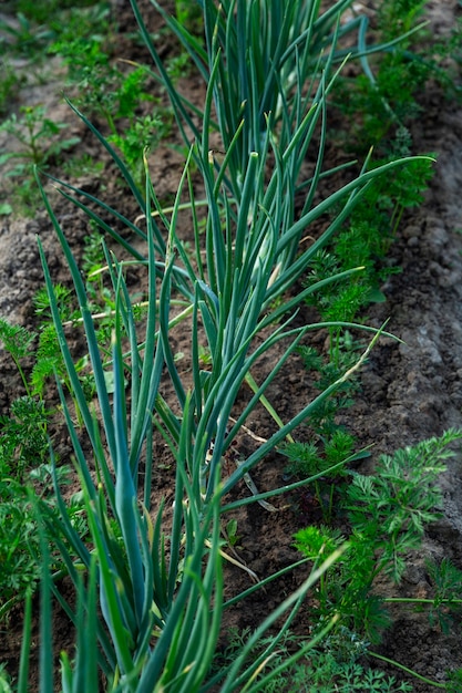 Eine Reihe von Frühlingszwiebeln im Garten. Vitamine und gesundes Essen. Vertikal.