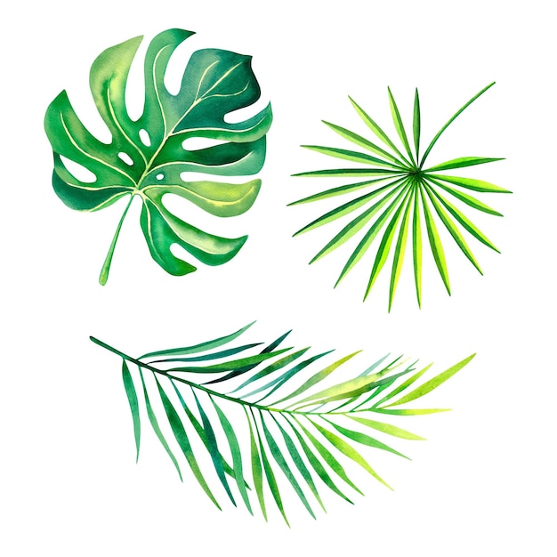 Eine Reihe von Monstera-Blättern, Palmzweigen, Blättern, Aquarell-Illustration auf weißem Hintergrund, tropische Pflanzen, exotische Natur