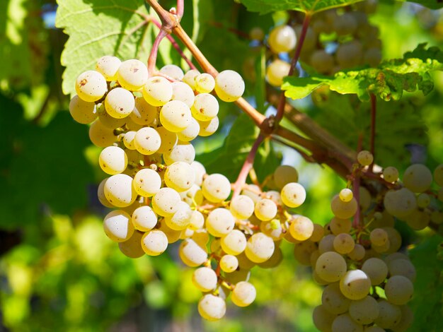 eine Reihe weißer Trauben auf einem Weinberghintergrund