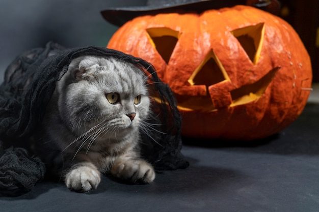 Eine reinrassige reinrassige Scottish Fold-Katze im schwarzen Schleier sitzt vor dem Hintergrund von Jack O Lantern.