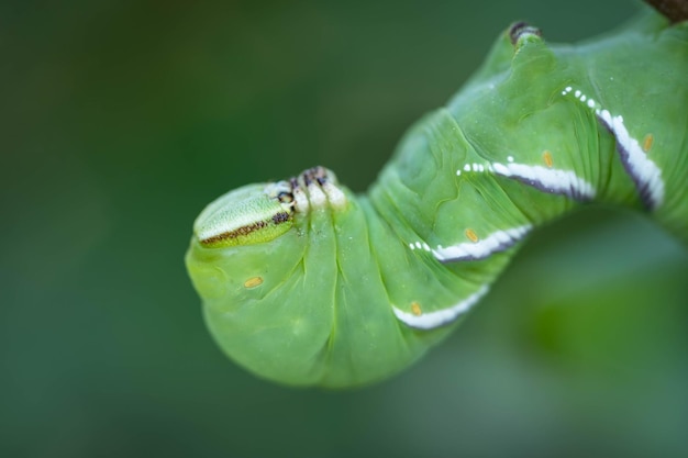 Foto eine riesige grüne raupe frisst, bevor sie die wilde natur verwandelt