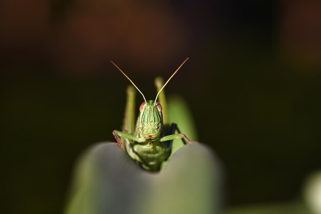 Eine riesige Heuschrecke ruht auf einem Blatt. Makronatur von Bali, Indonesien.