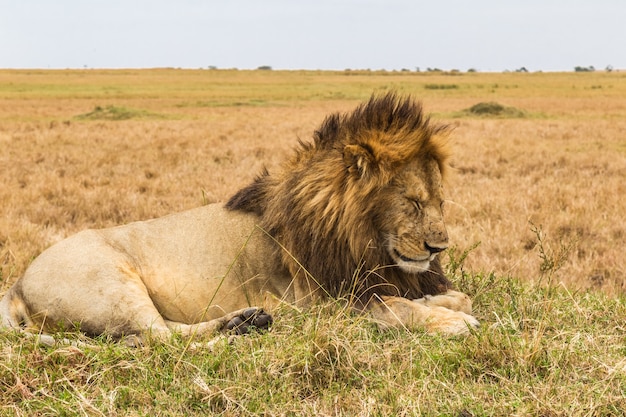 Eine riesige schlafende Löwen-Savanne von Masai Mara Kenia