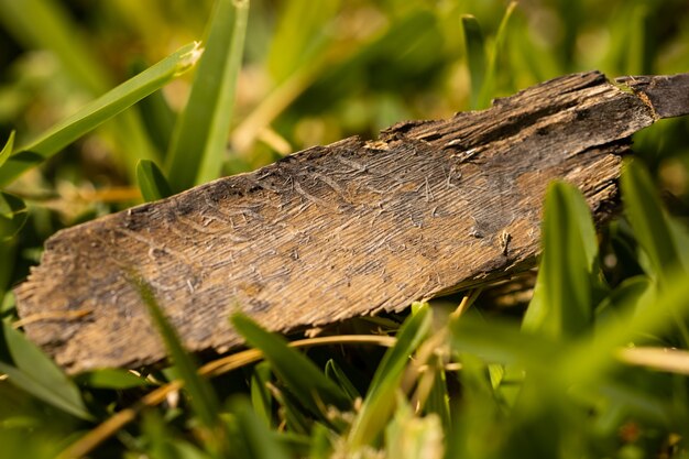 Eine Rinde im Gras