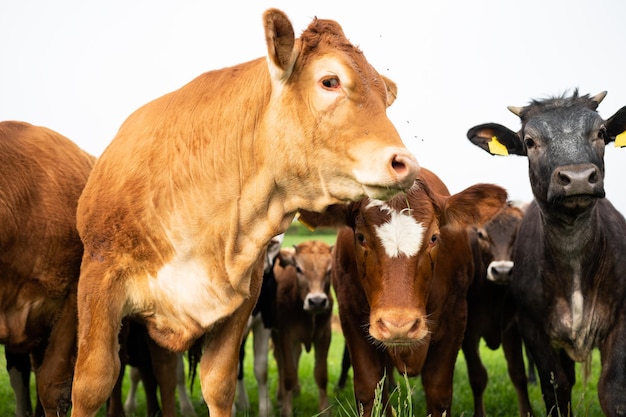 Foto eine rinderherde auf einer kühefarm im freiland