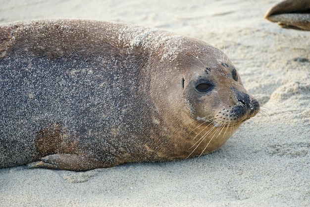 Eine Robbe am Strand