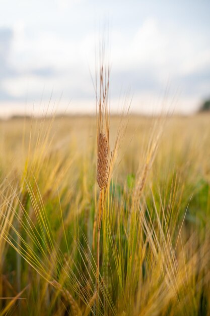 Eine Roggen- oder Weizenähre auf dem Feld. Roggenwiese, die sich im Wind bewegt, Nahaufnahme, selektiver Fokus.