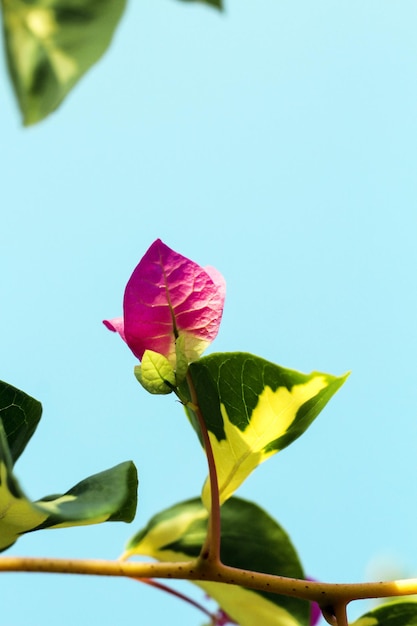 Eine rosa Blume am Himmel