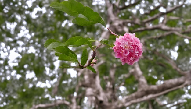 Foto eine rosa blume blüht auf einem zweig mit einem grünen blatt