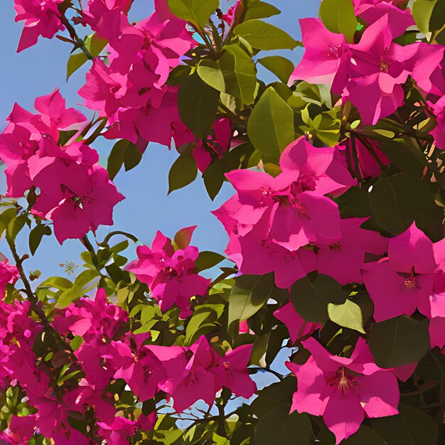 eine rosa Blume blüht im Frühling