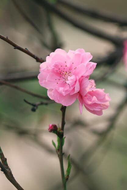 Foto eine rosa blume im park