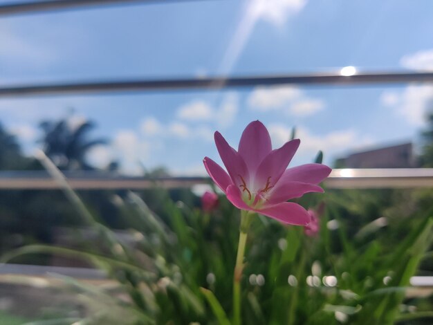 Eine rosa Blume in einem Fenster mit dem Himmel dahinter