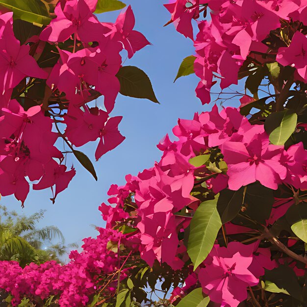 Foto eine rosa blume ist im vordergrund und der himmel ist blau