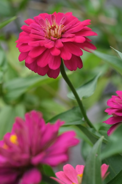 Eine rosa Blume mit einem gelben Zentrum befindet sich in der Mitte der Blume. Zinnia elegant.