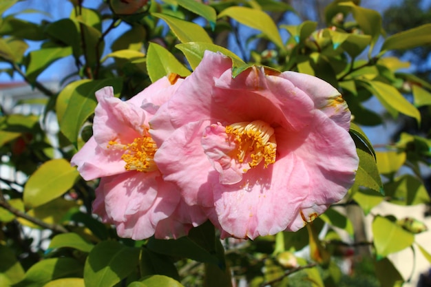 Eine rosa Blume mit einem gelben Zentrum und einem gelben Zentrum.